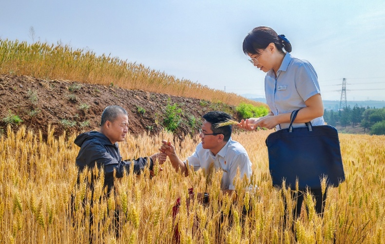 麦子熟了  张建强 摄