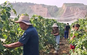 曲沃：“葡萄经济”串起富民产业链